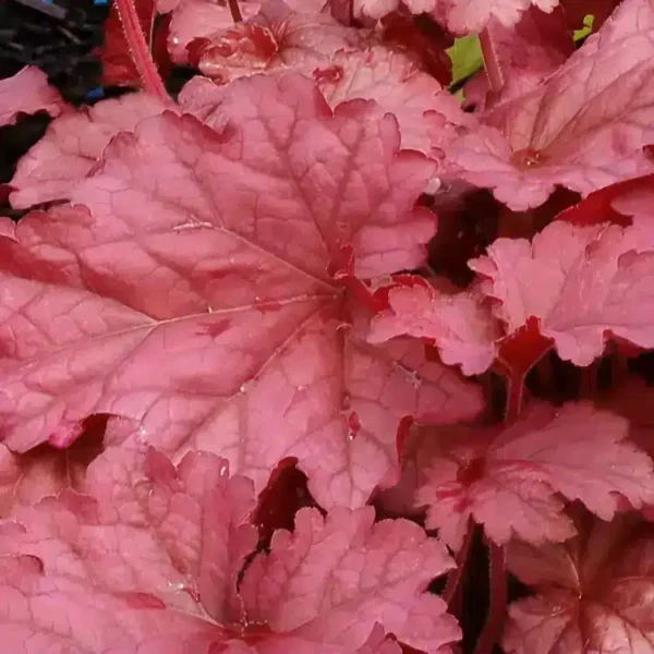 Heuchera ‘Berry Smoothie’ - Image 3