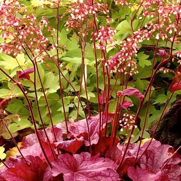 Heuchera ‘Berry Smoothie’ - Image 2