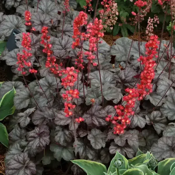 Heuchera 'Hollywood' - Image 3
