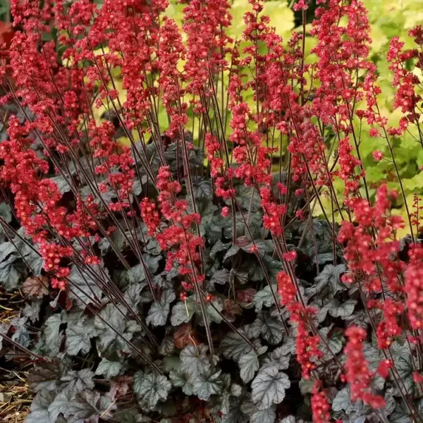 Heuchera 'Hollywood'