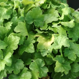 Heuchera 'Key Lime Pie'
