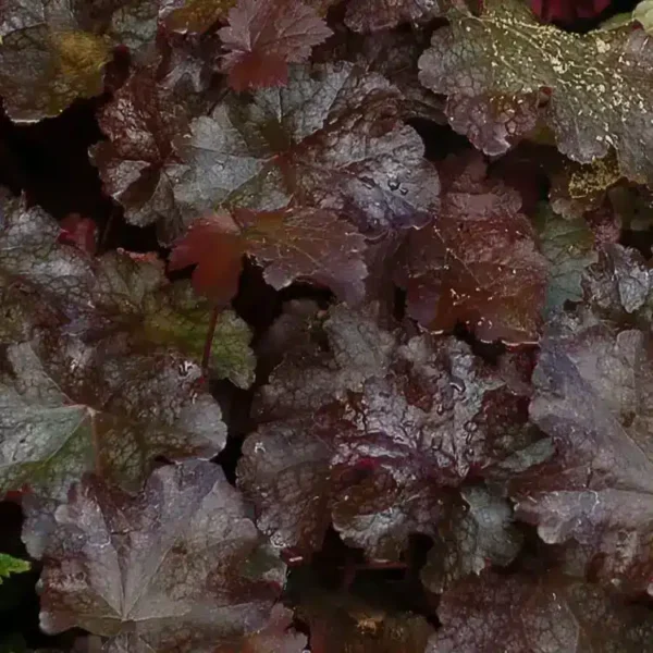Heuchera 'Licorice' - Image 3