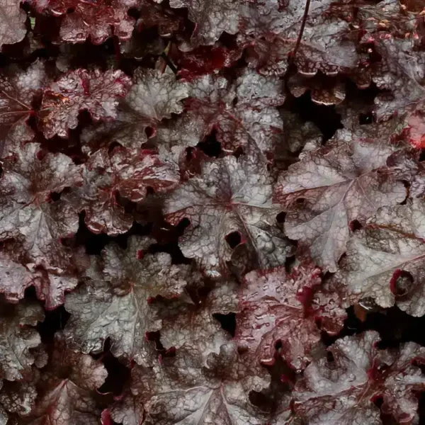 Heuchera 'Licorice' - Image 2