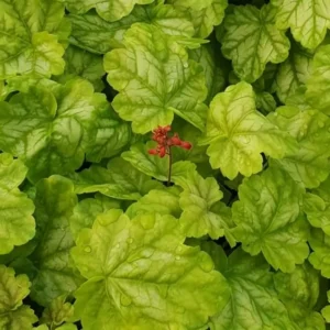 Heuchera 'Lime Marmalade'