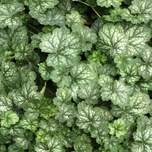 Heuchera Little Cutie 'Peppermint' (Little Cutie Series) - Image 2
