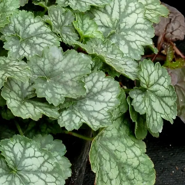 Heuchera Little Cutie 'Peppermint' (Little Cutie Series) - Image 3