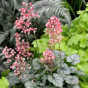 Heuchera Little Cutie 'Peppermint' (Little Cutie Series)