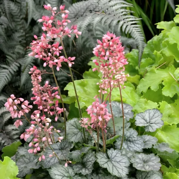 Heuchera Little Cutie 'Peppermint' (Little Cutie Series)