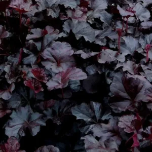Heuchera 'Obsidian'