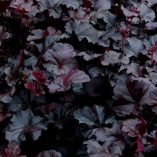 Heuchera 'Obsidian'
