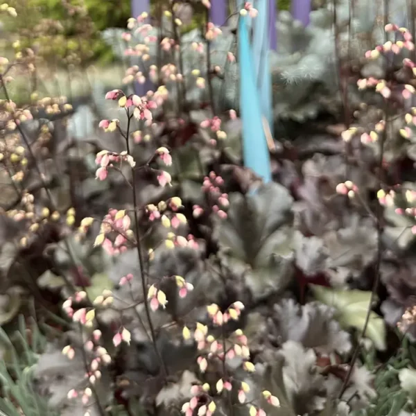 Heuchera 'Obsidian' - Image 3