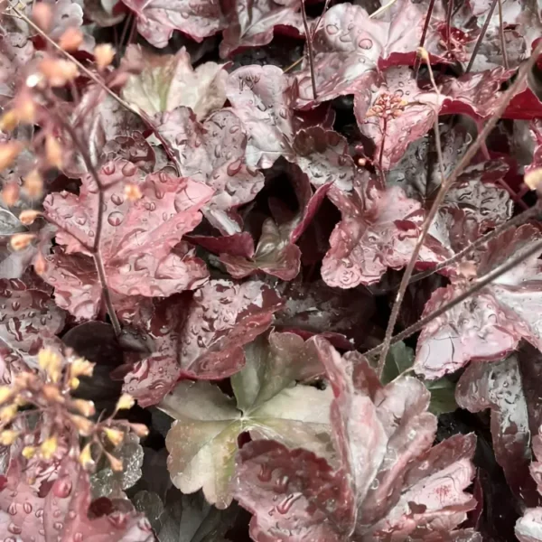 Heuchera 'Obsidian' - Image 2