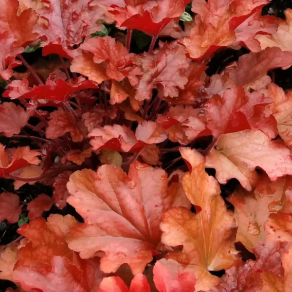 Heuchera 'Peach Flambe' - Image 2