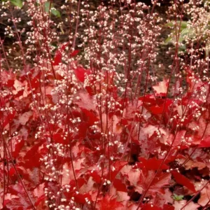 Heuchera 'Peach Flambe'