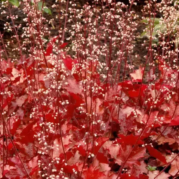 Heuchera 'Peach Flambe'