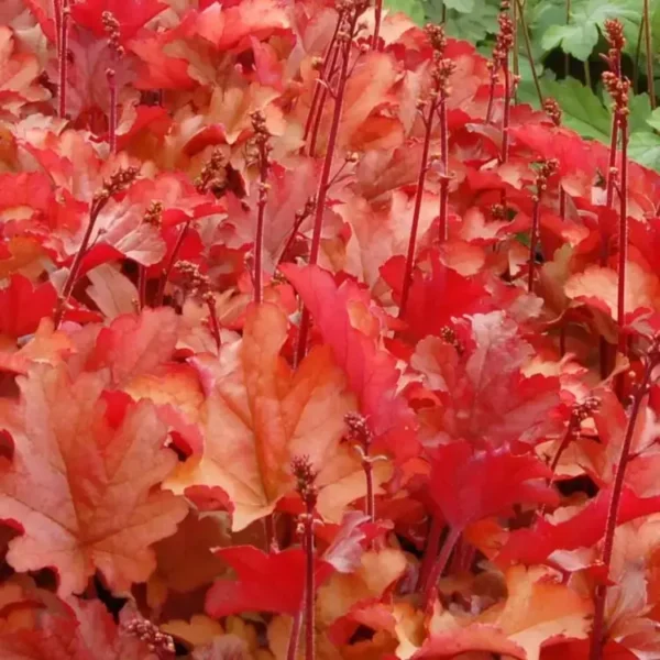 Heuchera 'Peach Flambe' - Image 3