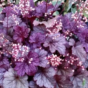 Heuchera 'Shanghai'