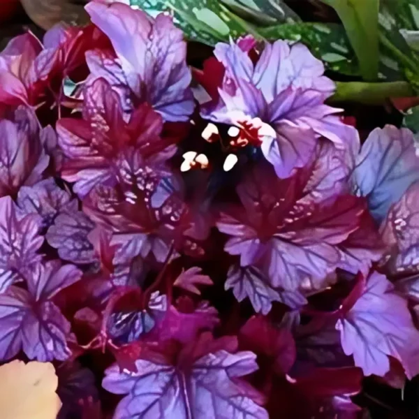 Heuchera 'Shanghai' - Image 3