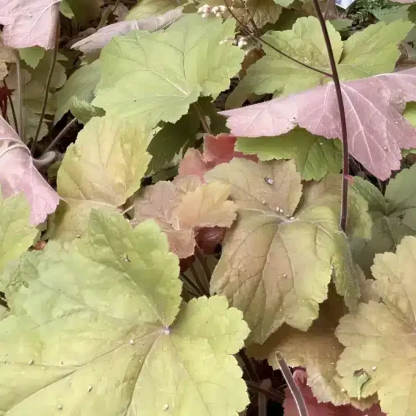 Heuchera 'Southern Comfort' - Image 2