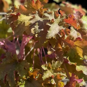 Heuchera 'Southern Comfort'