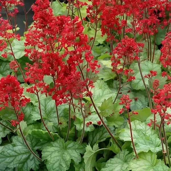Heuchera 'Tokoyo' - Image 2