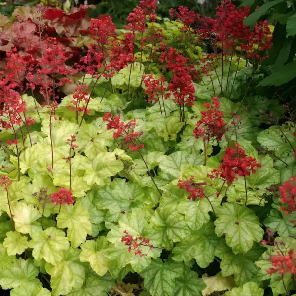 Heuchera 'Tokoyo' - Image 3