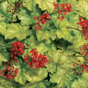 Heuchera 'Tokoyo'