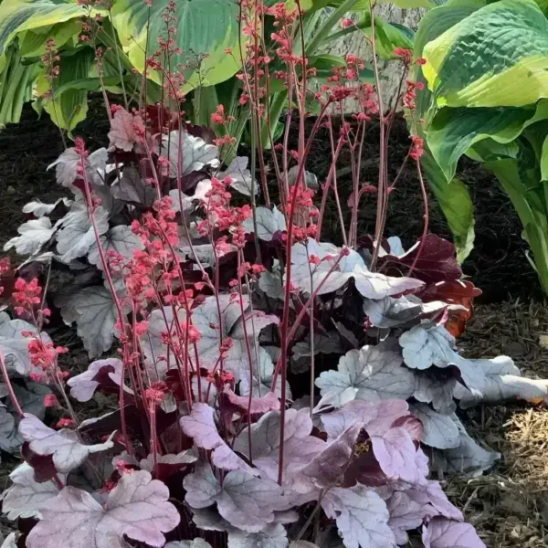 Heuchera primo 'Silver Gum Drop'