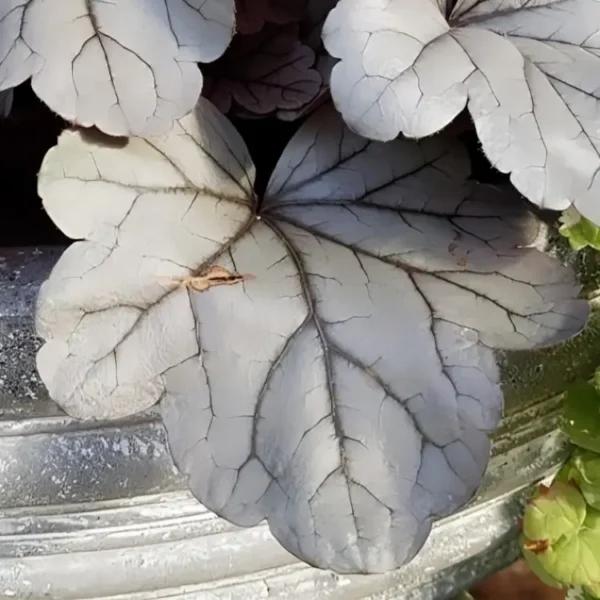 Heuchera primo 'Silver Gum Drop' - Image 3