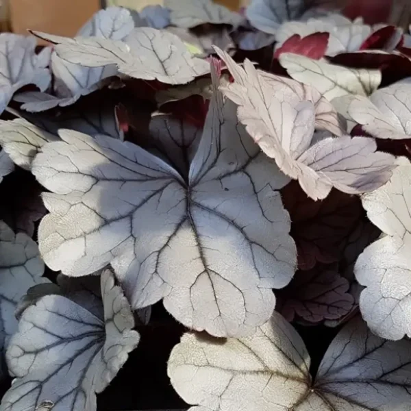 Heuchera primo 'Silver Gum Drop' - Image 2