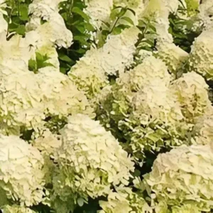 Hydrangea paniculata Hercules