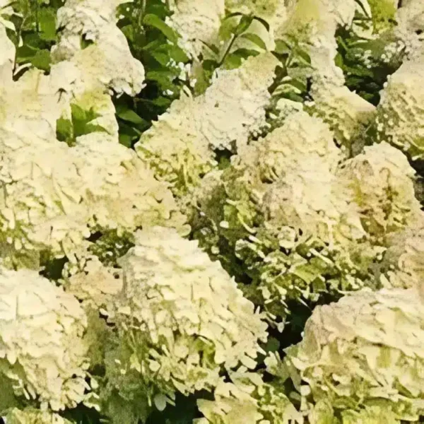 Hydrangea paniculata Hercules