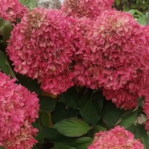 Hydrangea paniculata Little Fresco 1