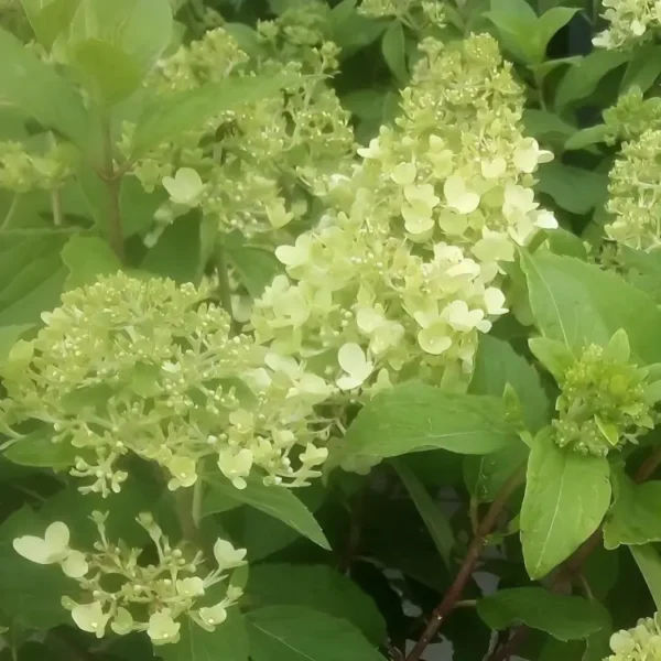 Hydrangea paniculata Little Fresco 2