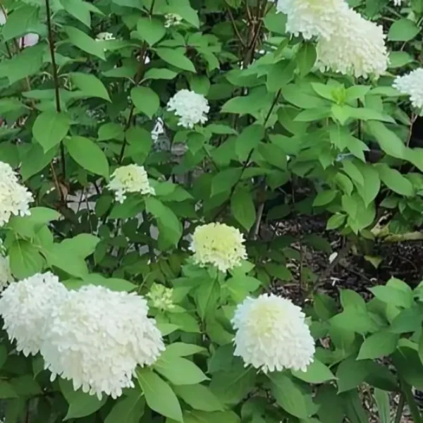 Hydrangea paniculata Little Lime 1