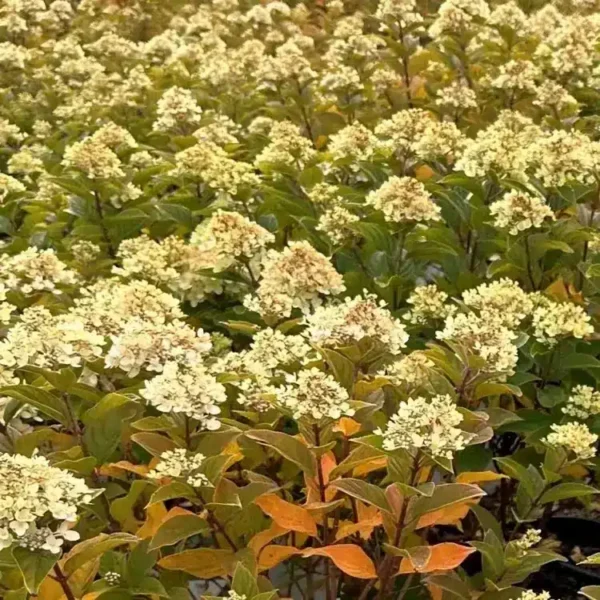 Hydrangea paniculata Little Lime 3