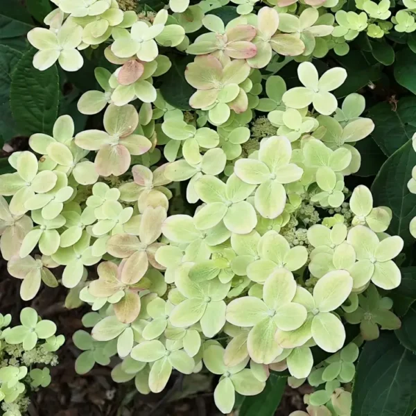 Hydrangea paniculata Polestar 1