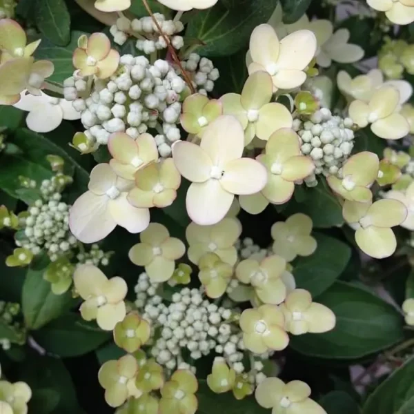 Hydrangea paniculata Polestar 2