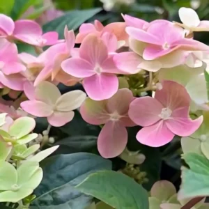 Hydrangea paniculata Polestar 3