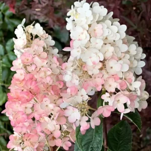 Hydrangea paniculata Vanille Fraise 1