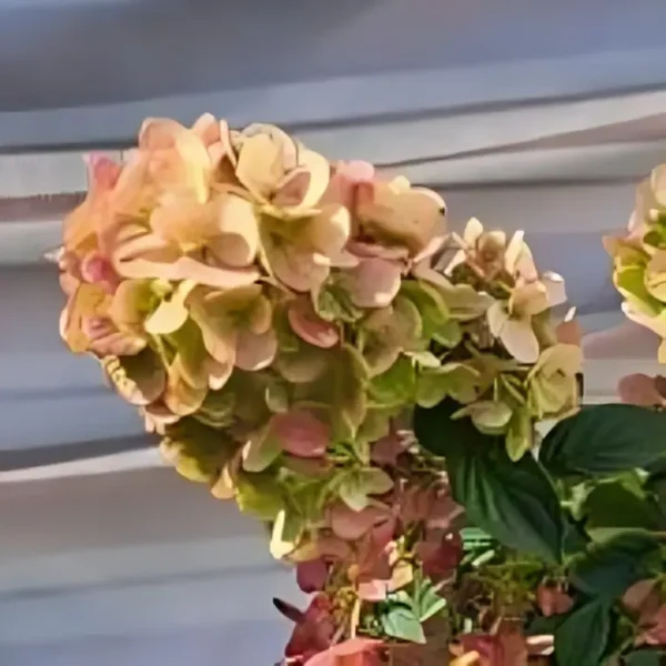 Hydrangea paniculata Vanille Fraise 2