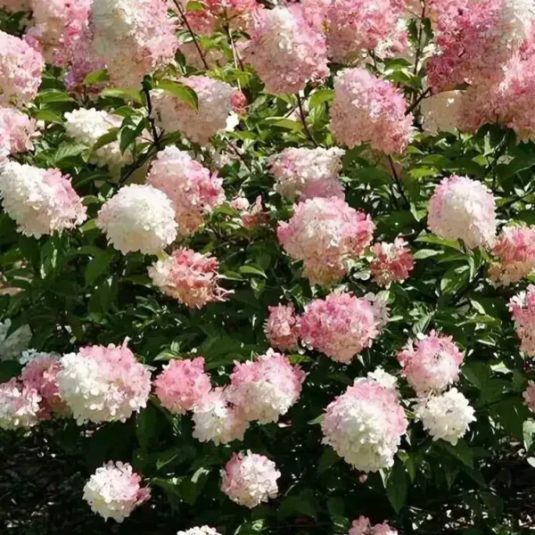 Hydrangea paniculata Vanille Fraise 3