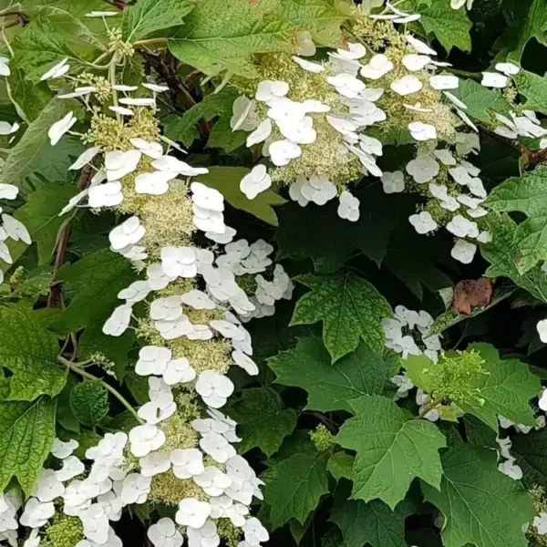 Hydrangea quercifolia Snow Queen 1