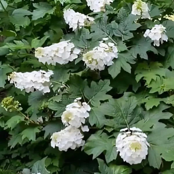 Hydrangea quercifolia Snow Queen 2