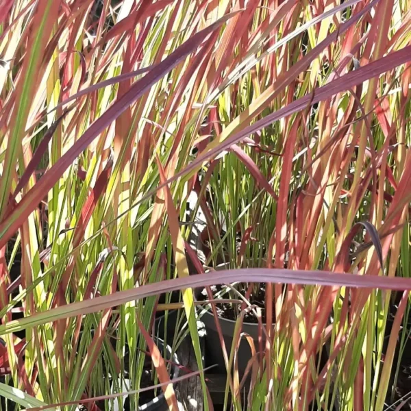 Imperata Cylindrica Red Baron 1