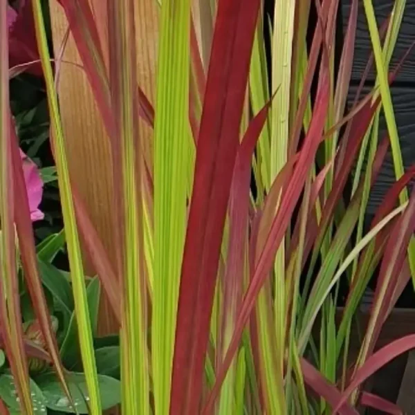 Imperata Cylindrica Red Baron 2