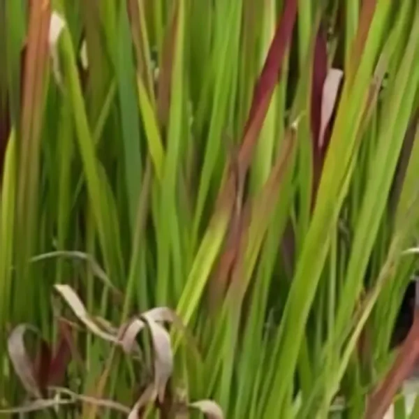 Imperata Cylindrica Red Baron 3