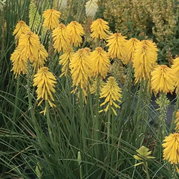 Kniphofia 'Banana Popsicle' (Popsicle Series) - Image 2