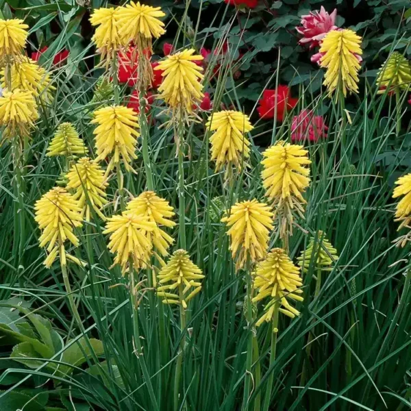 Kniphofia 'Banana Popsicle' (Popsicle Series) - Image 3