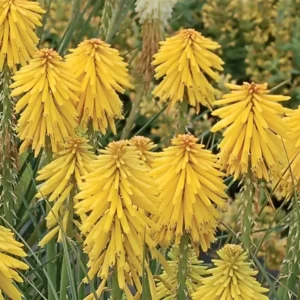 Kniphofia 'Banana Popsicle' (Popsicle Series)